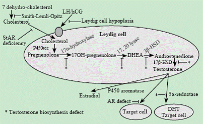 Overview of steroidogenic enzymes in the pathway from